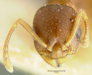 Media type: image;   Entomology 8676 Aspect: head frontal view